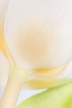 La tulipe blanche sur Marjolijn van den Berg