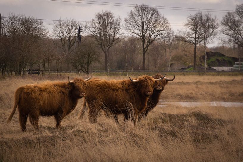 Scottish Highlanders on the moors by Jacqueline Kroezen