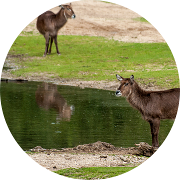Ellipswaterbok : Koninklijke Burgers' Zoo van Loek Lobel