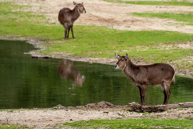 Ellipse Waterbuck : le zoo royal des citoyens par Loek Lobel