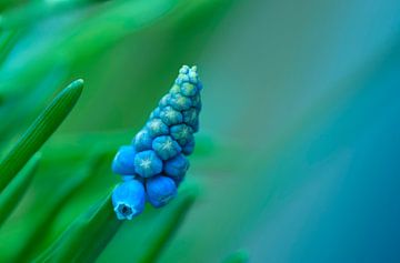 Muscari in den grünen und blauen Tönen. von Birgitte Bergman