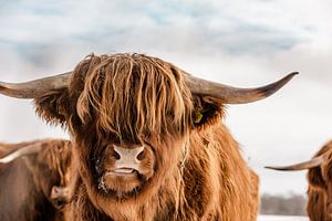 Porträt der schottischen Highlander im Schnee
