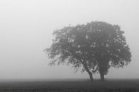 Baum im Nebel von Ron Voorhuis Miniaturansicht