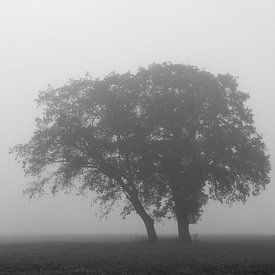 Baum im Nebel von Ron Voorhuis