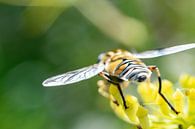 Artful butts: hoverfly by Remco Ditmar thumbnail