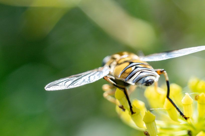 Artful butts: hoverfly by Remco Ditmar