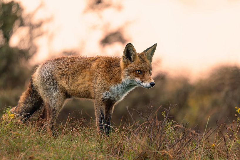 Golden coat in the golden hour by Louise Poortvliet