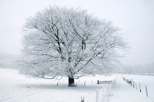 Boom in sneeuw