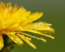 Löwenzahn von Sylvia Van Dijk