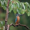 Ijsvogel in de regen, omgeving Veendam, Groningen van Karin van Rooijen Fotografie
