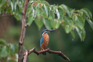 Ijsvogel in de regen, omgeving Veendam, Groningen