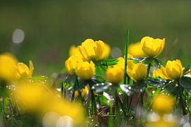 Charmante Winterlinge von Thomas Jäger