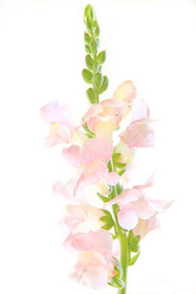 roze leeuwenbek in pastel tinten van Hanneke Luit