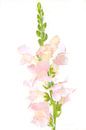 roze leeuwenbek in pastel tinten van Hanneke Luit thumbnail