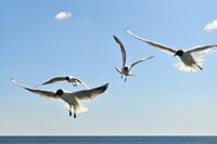Mouettes en vol vers le pont maritime à Binz