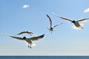 Möven im Flug zur Seebrücke in Binz