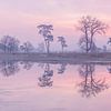 Pastelkleurige Reflectie Loonse en Drunense Duinen van Zwoele Plaatjes