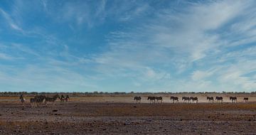 Zebra herd on Etosha savannah by Eddie Meijer
