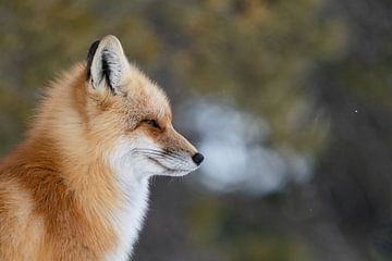 Zen-Fuchs von Bianca Blonk