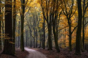 Speulderbos