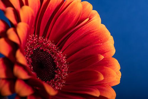 Rood oranje Gerbera met  blauwe achtergrond