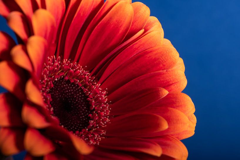 Rot-orange Gerbera mit blauem Hintergrund von Marjolijn van den Berg