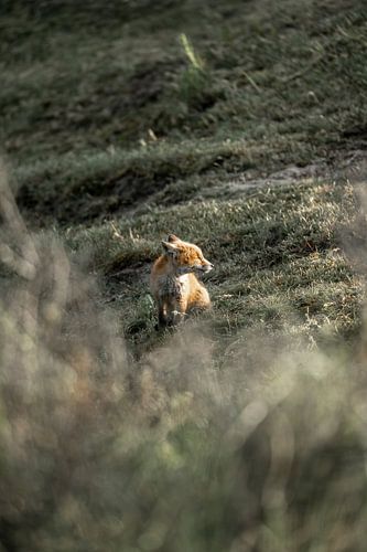 Verborgen Gluurder Jonge Vos in het Veld