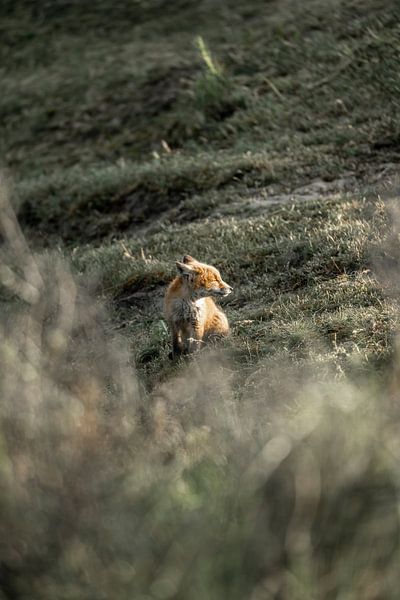 Versteckter Spanner - Junger Fuchs auf dem Feld von Femke Ketelaar