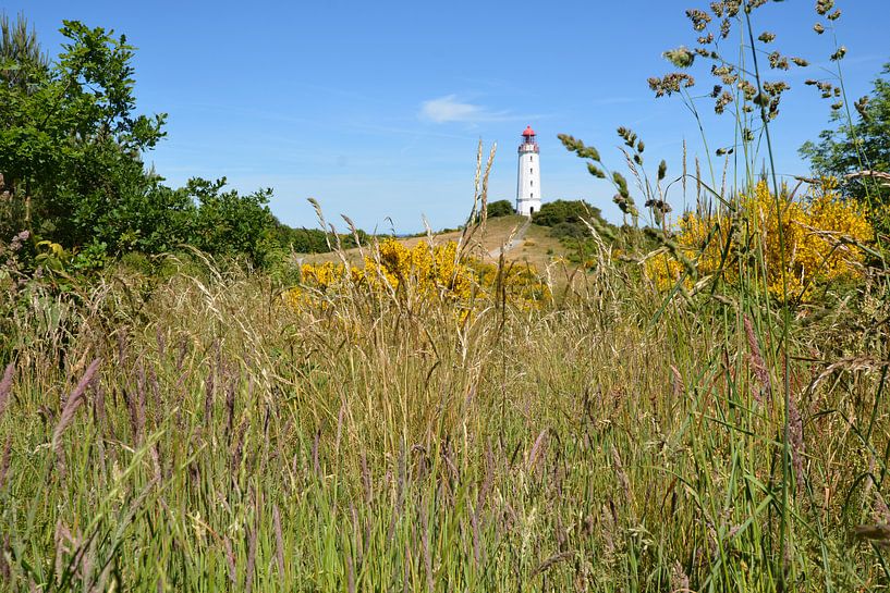 Ginster am Leuchtturm &quot;Am Dornbusch&quot; Hiddensee von GH Foto & Artdesign