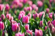 Tulpen, Lisse by Johan van Venrooy thumbnail