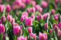 Tulpen, Lisse