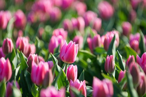 Tulpen, Lisse