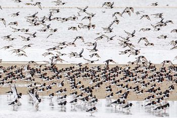 Landing oystercatchers on the mudflats