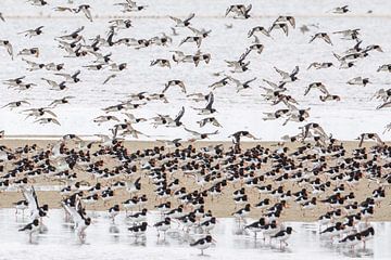 Landing oystercatchers on the mudflats by Anja Brouwer Fotografie