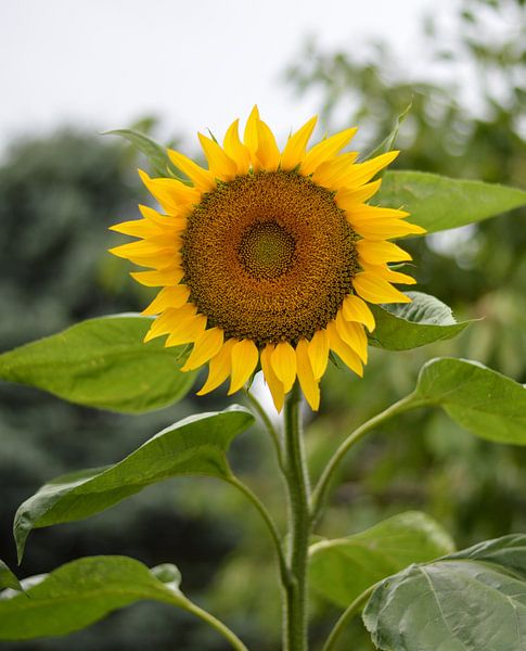 Sunflower frontal shot by Moh-Art