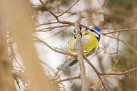 Blue Tit
