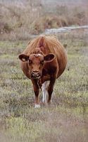 The Cow With The Proud Look