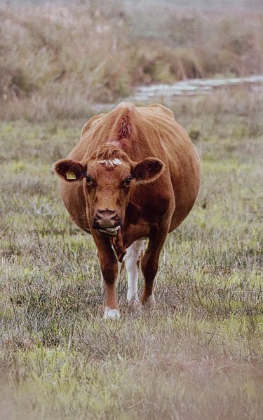 The Cow With The Proud Look by J.H Photoart