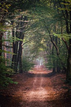 Endloser Waldweg in der Veluwe von Fotografiecor .nl