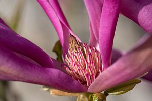 Magnolie (Magnolia liliiflora)
