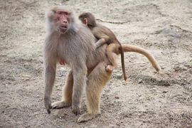 aapje met mama von marijke servaes