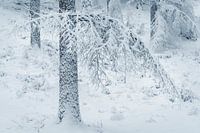 snowfall 1