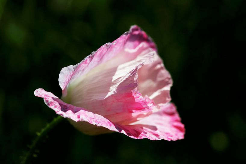 Fleur de pavot par Thomas Jäger