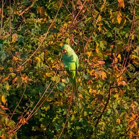 Vincent den Hollander Profile picture