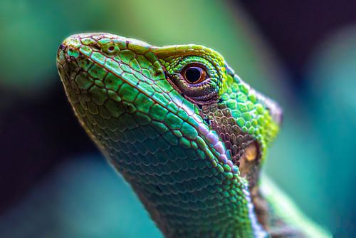 Kameleon