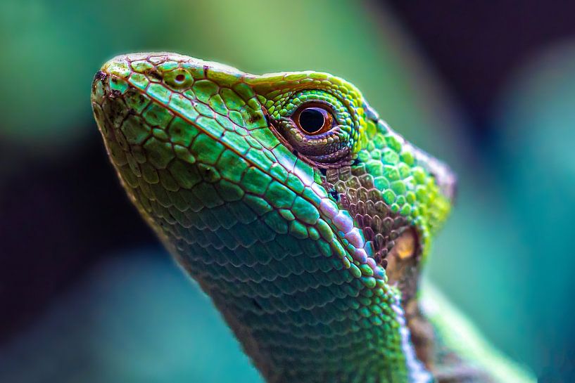 Chamäleon von Frames by Frank