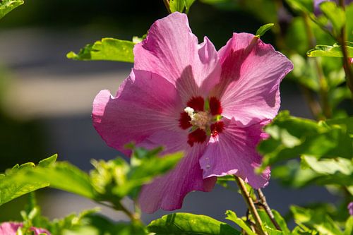 Roze gekleurde hibiscus bloem in de tuin