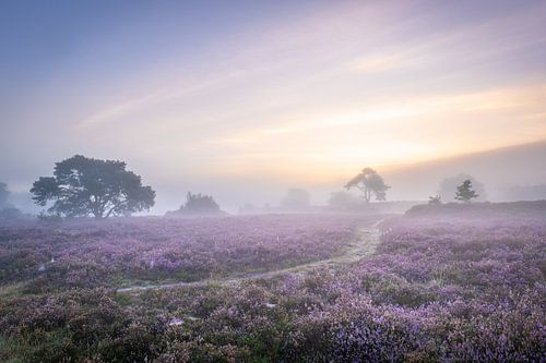 Heathland