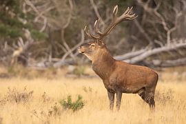 Deer on the Hoge Veluwe, rutting season