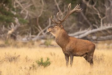 Deer on the Hoge Veluwe, rutting season by Gert Hilbink